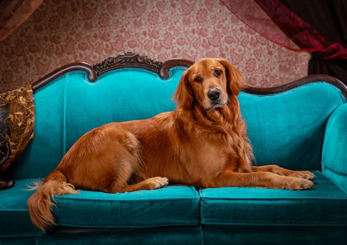 Maxx - the dog who started it all