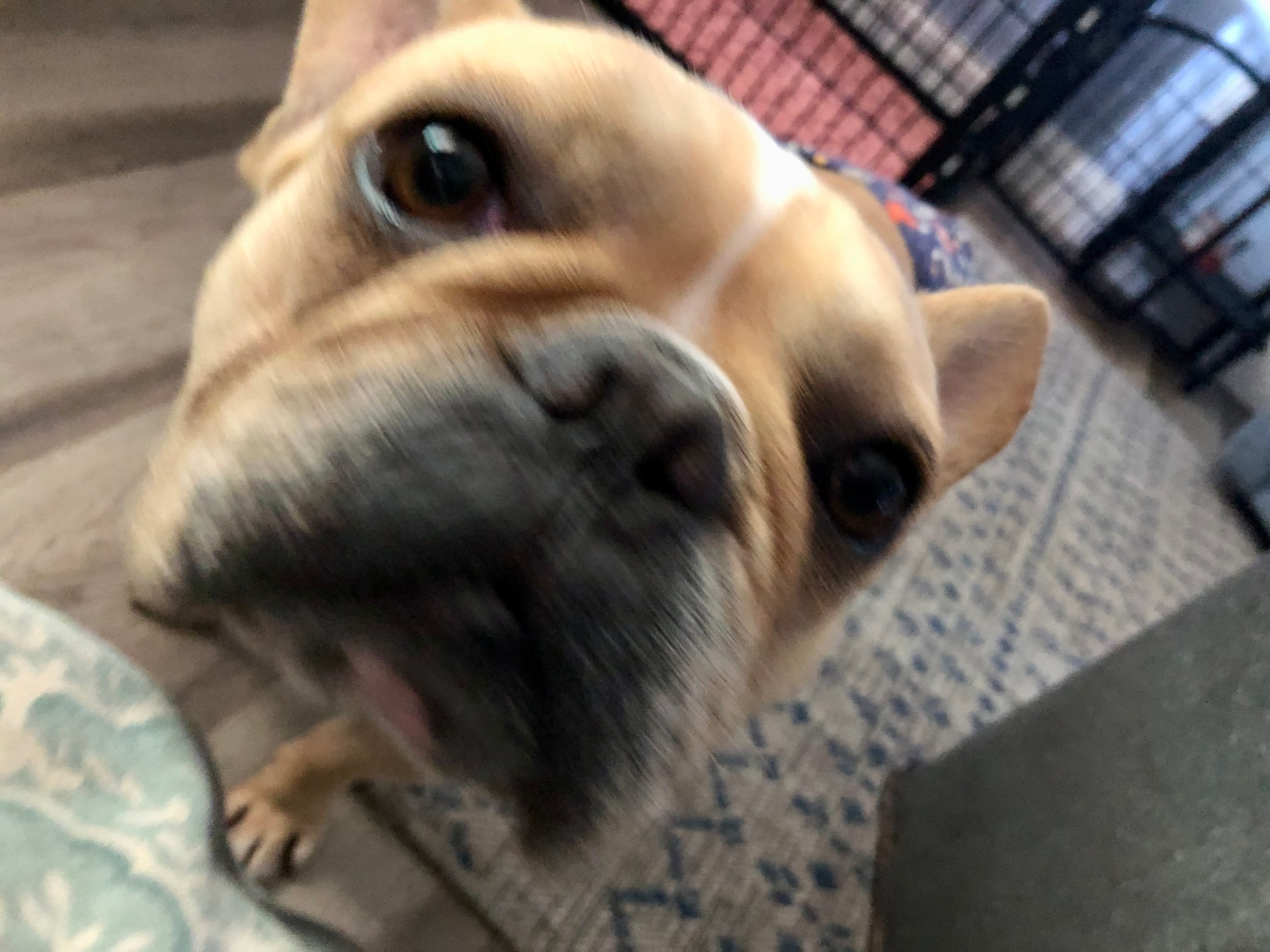 Dog thriving after adoption