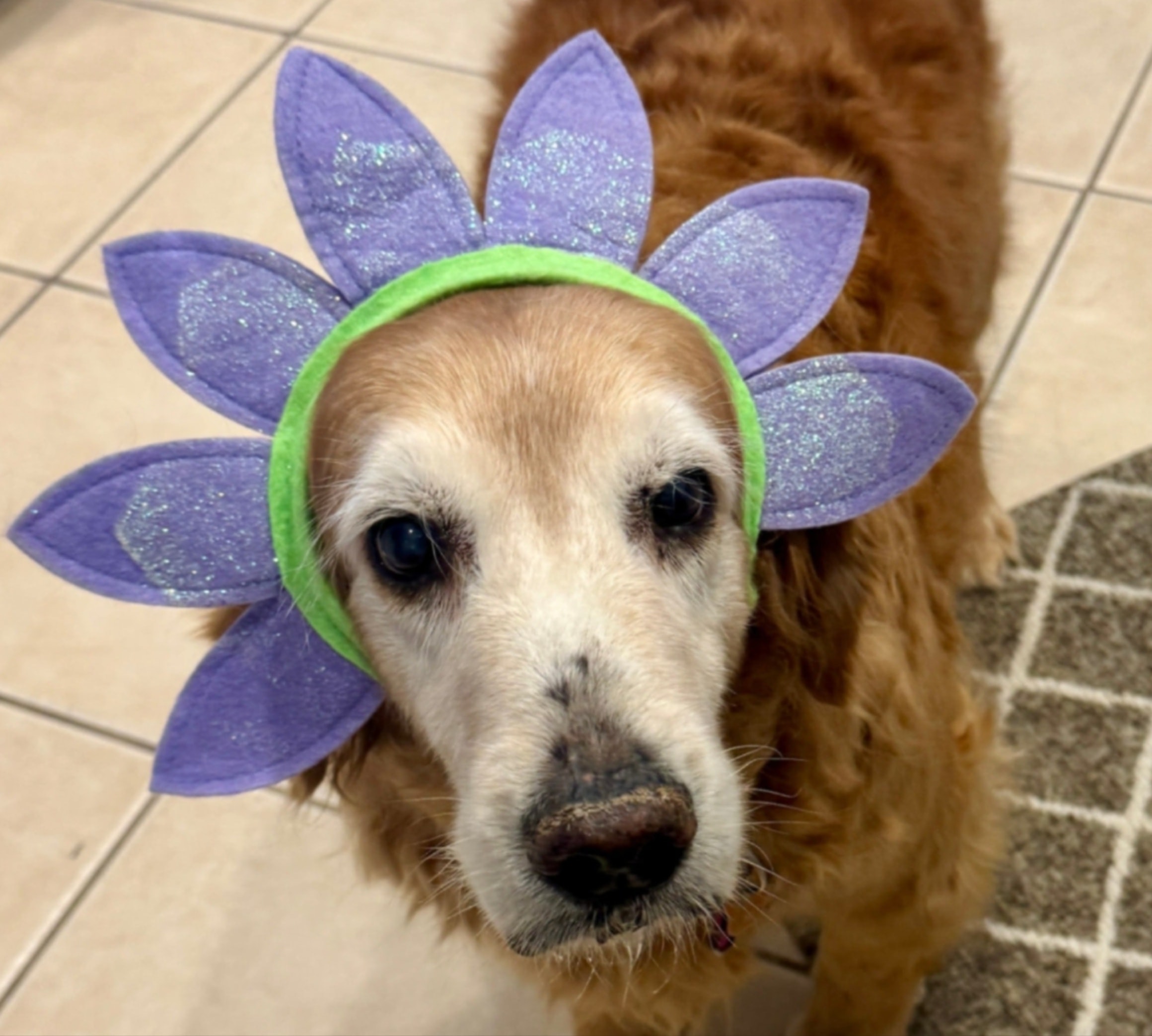 Lexi — Golden Retriever rescued from a puppy mill