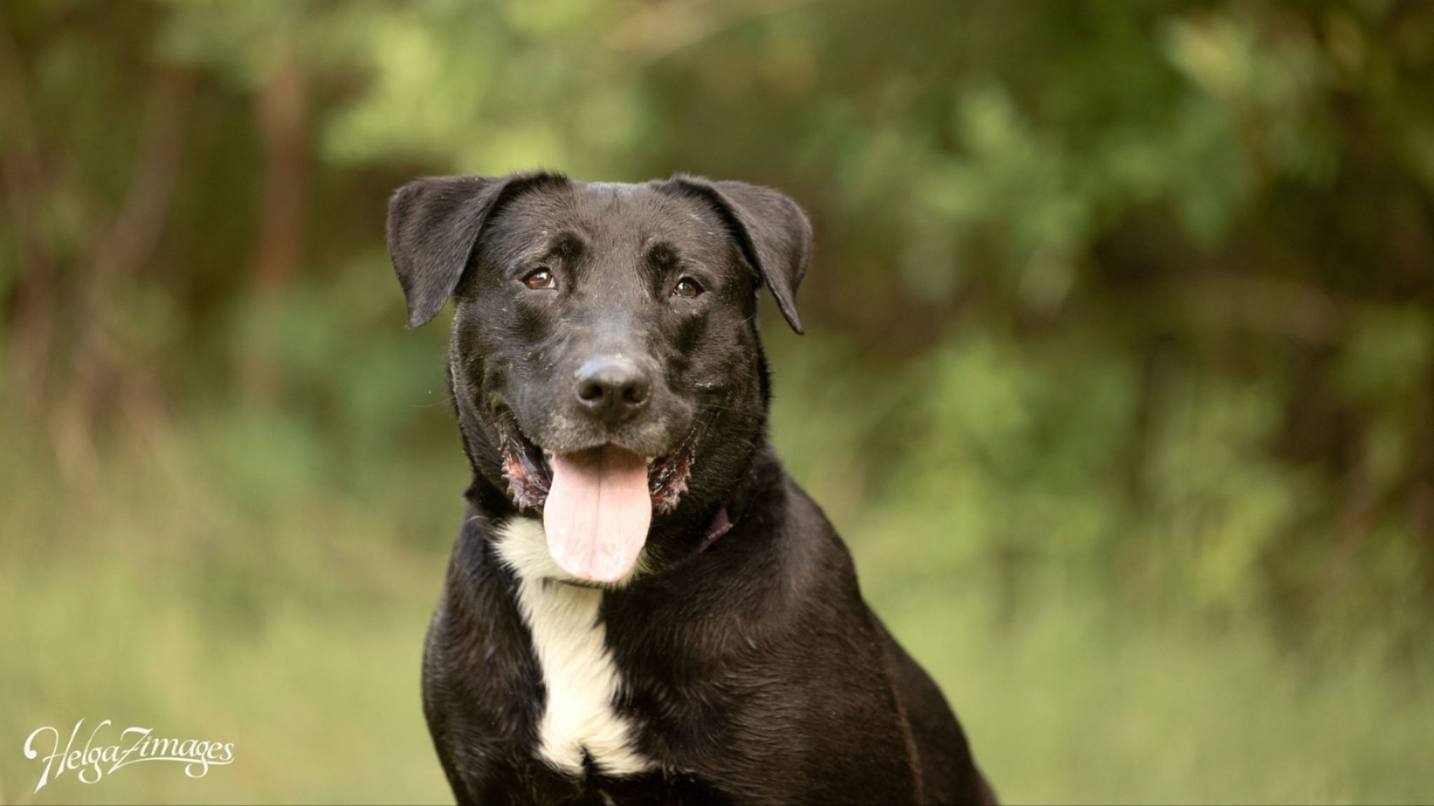 Chloe - Mixed Breed