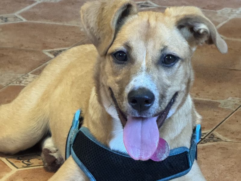 Brewster - Mixed Breed