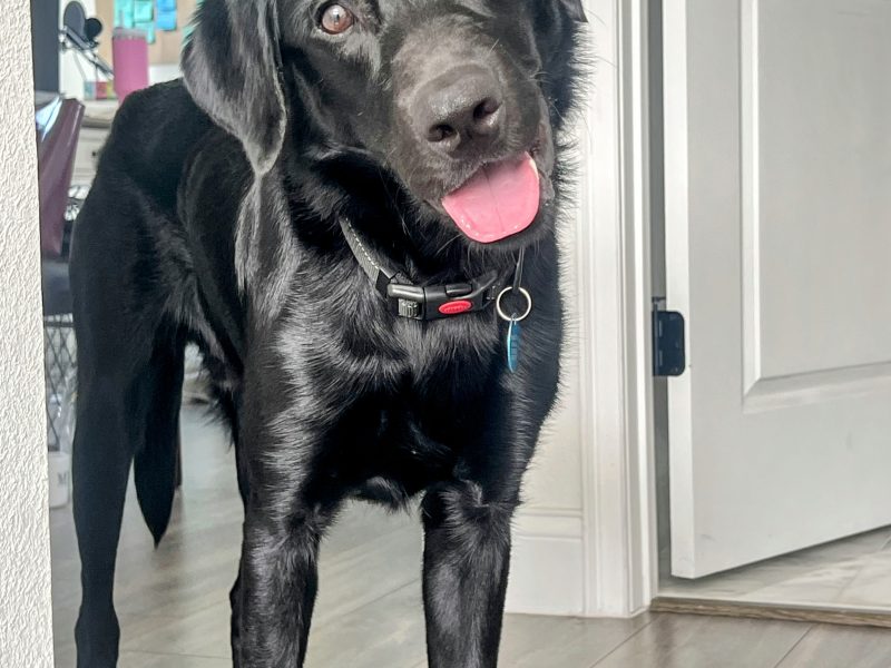 Bucky - Black Lab