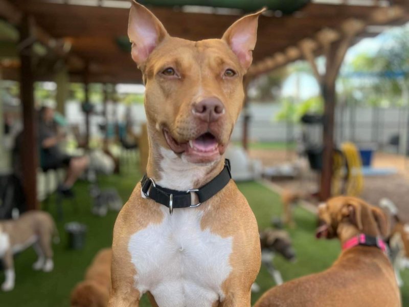 Spring Adoption Fair