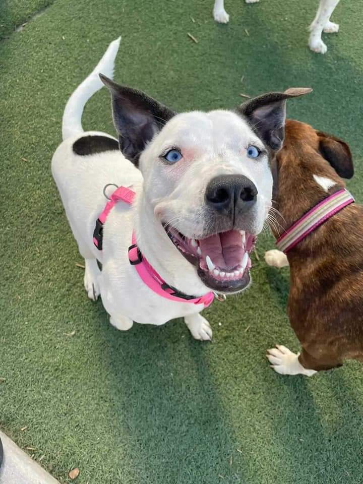 Maxx and Me rescue dogs
