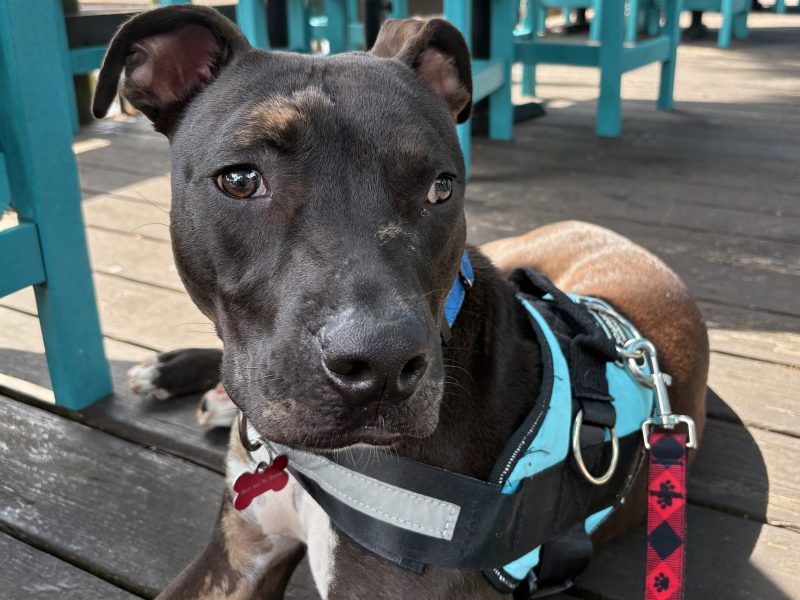 Ollie - Mixed Breed