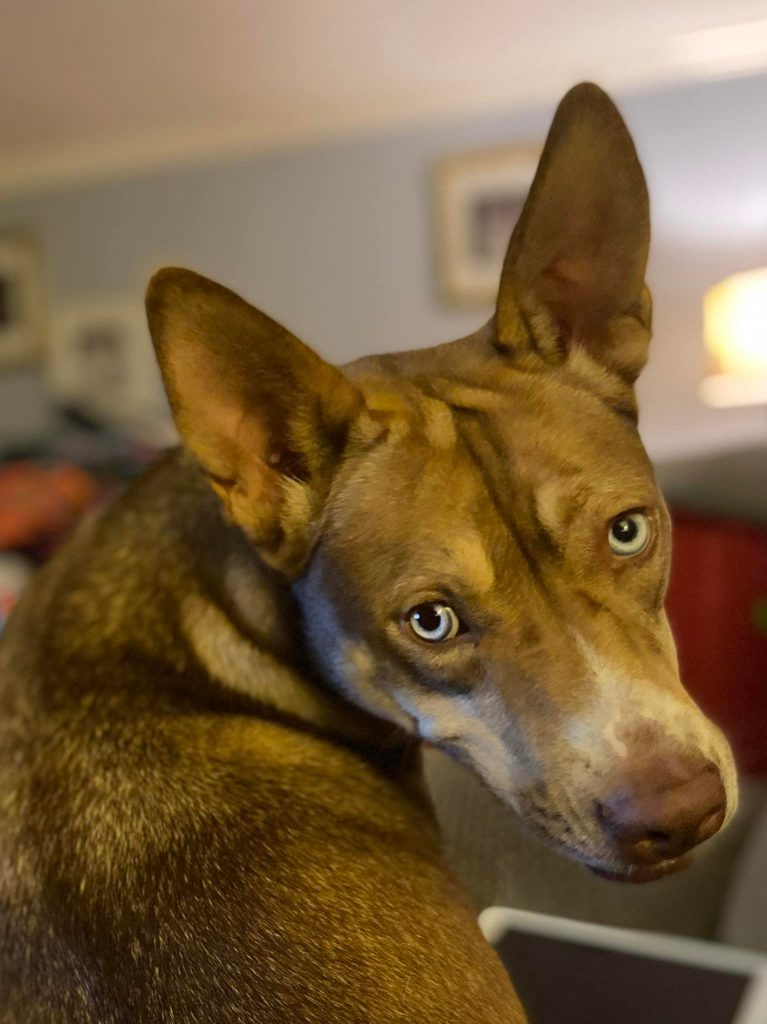 Salem - rescued dog